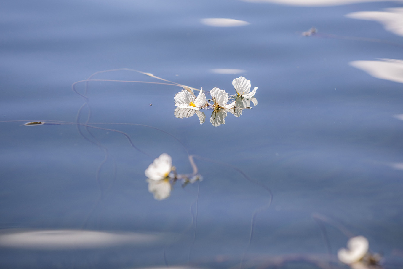 从丽江到泸沽湖，水性杨花开满六月天