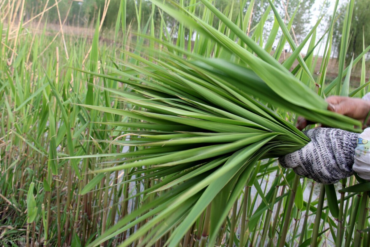 芦苇笋可以吃吗(芦苇笋可以吃吗?芦苇笋是发物吗-壹健康经验)