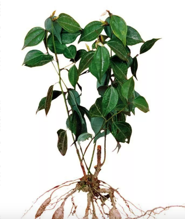 乌药的作用与功效(乌药是一种什么样的植物)