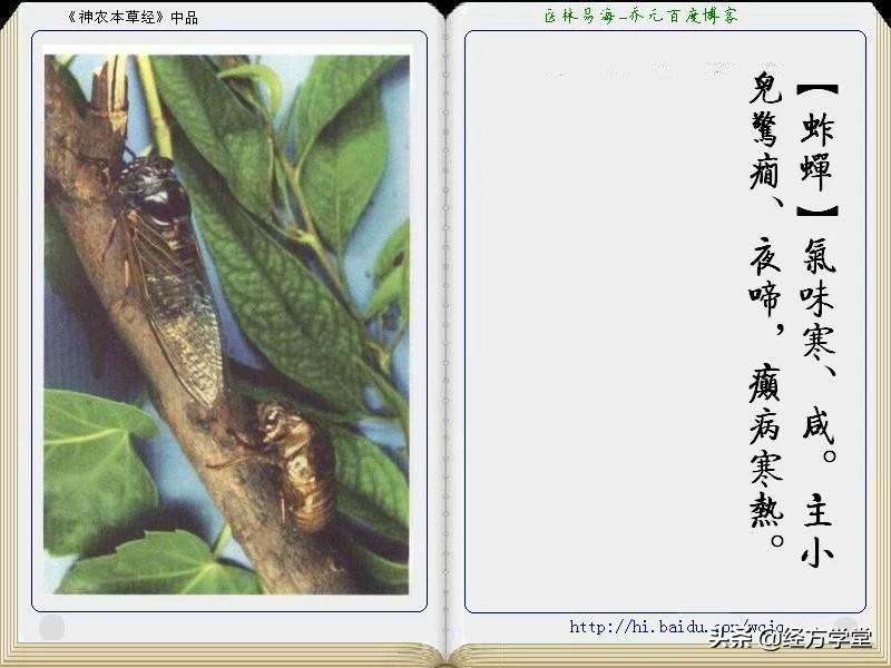 《神农本草经》全册图文解析 建议收藏