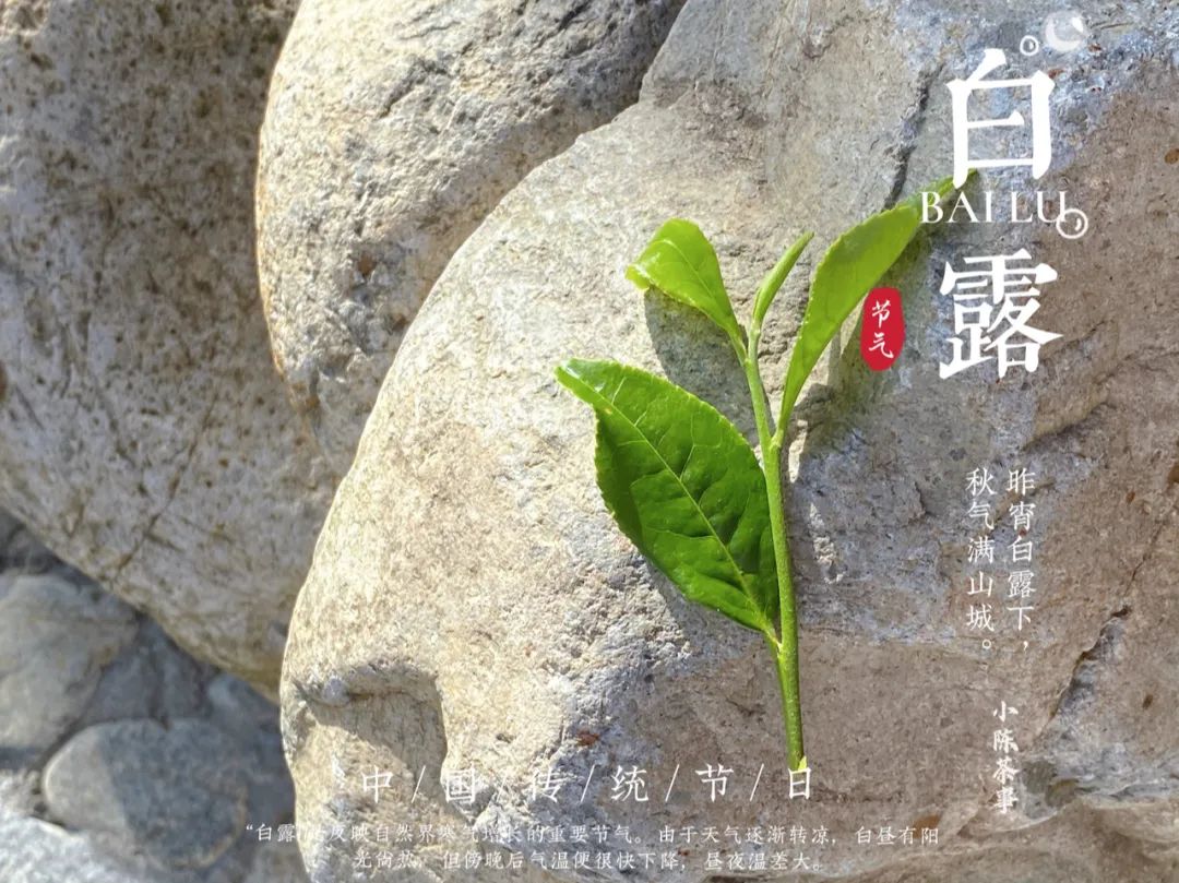 蒹葭苍苍，白茶生霜，在白露节，谱一曲2021年白露茶的丰腴甘润