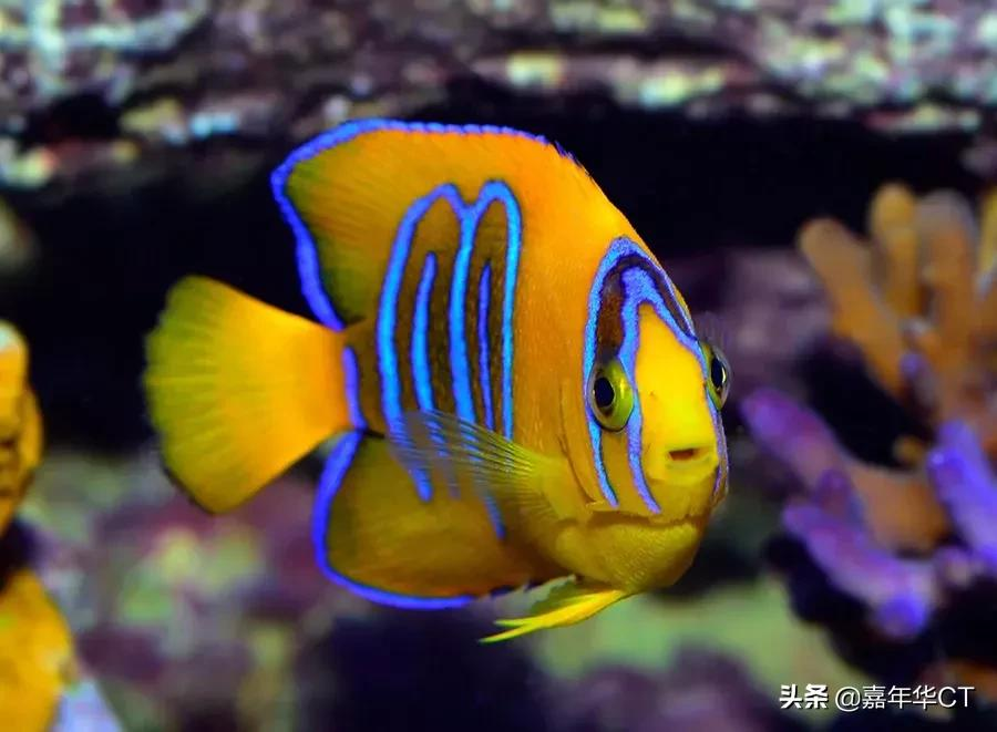 世界上最昂贵的10种观赏鱼