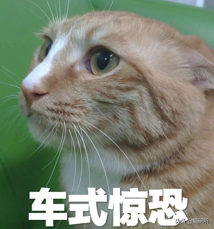 猫咪为啥总是喵喵叫讨食？明明碗里还有粮