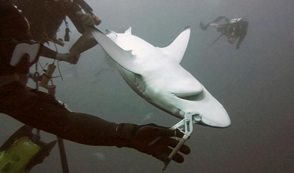 虎鲸怎样猎杀鲸鱼?轮番按压淹死灰鲸,却只吃喜欢的两个小东西