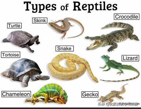 shells(英语原版阅读：Reptiles)