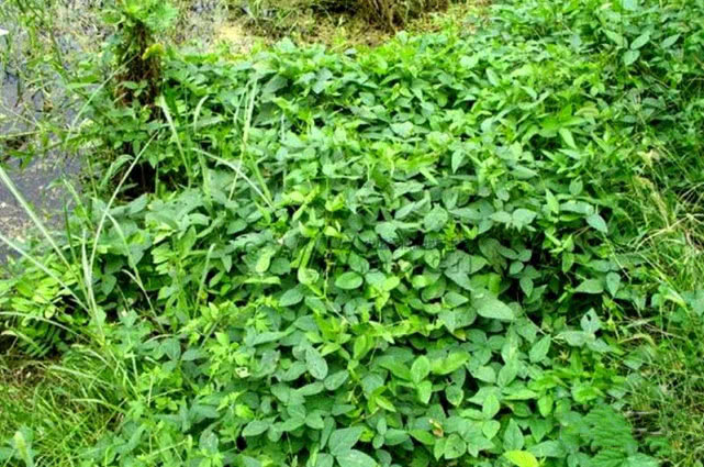 马料豆植物图片图片