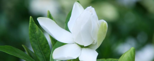 栀子花的养殖方法和注意事项（栀子花的4个养护小技巧）