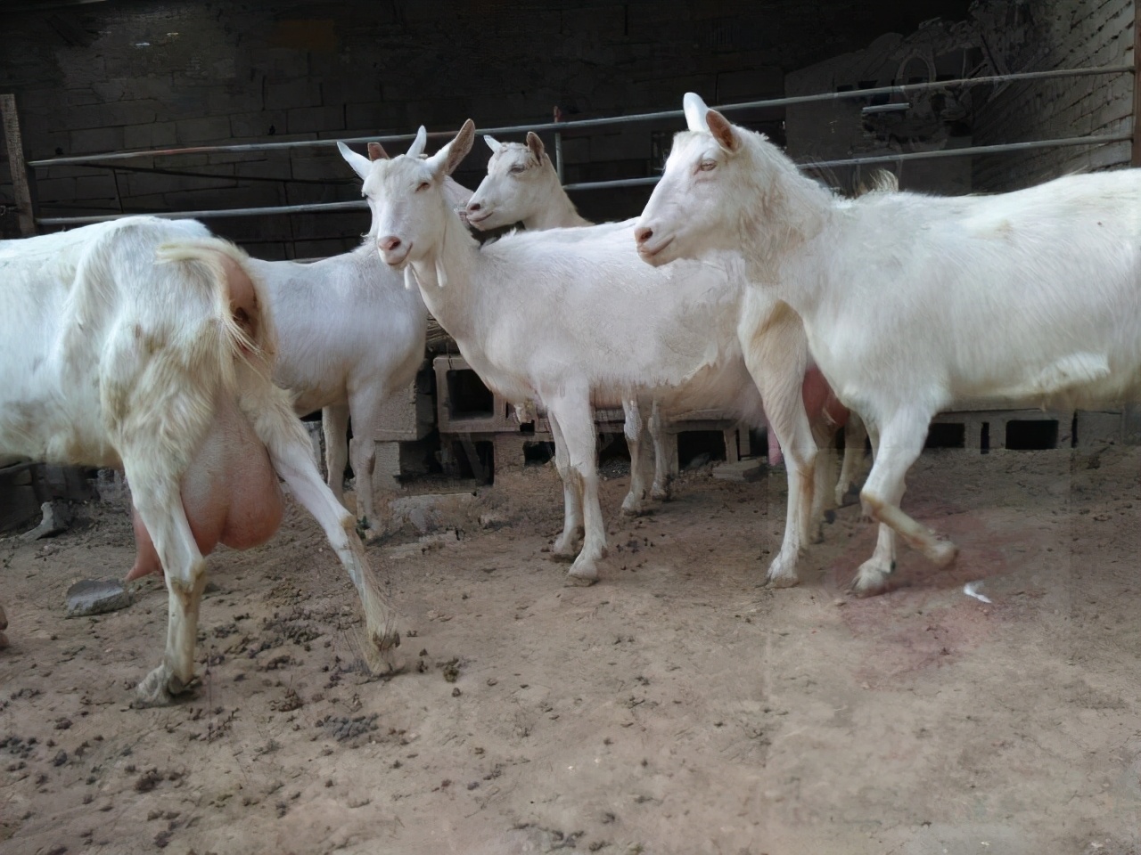 羊家族图片集,值得收藏