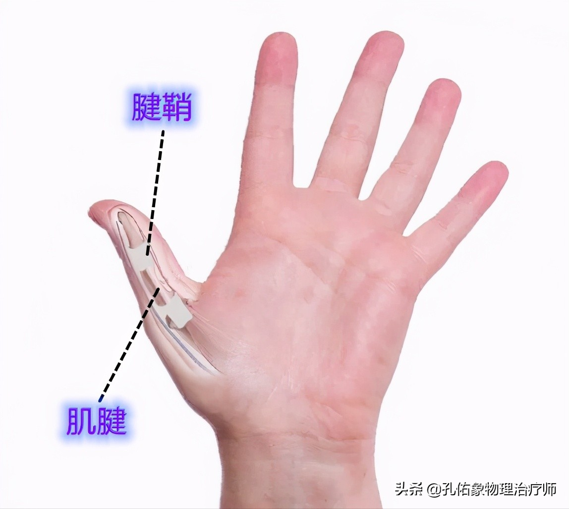 50岁左右的中老年人，手指僵硬、疼痛、怕冷、变形，预示哪些疾病