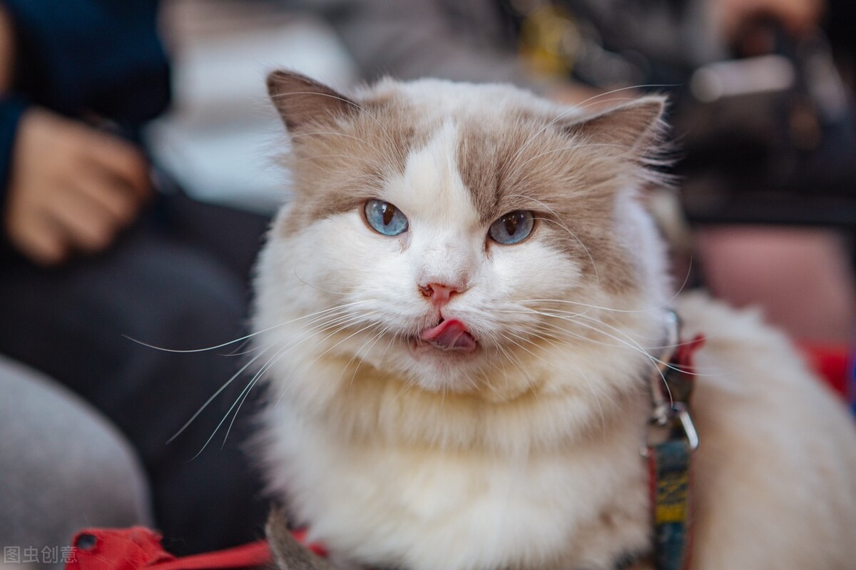 猫界智商排行榜之最“聪明”的猫，你家猫上榜了吗？