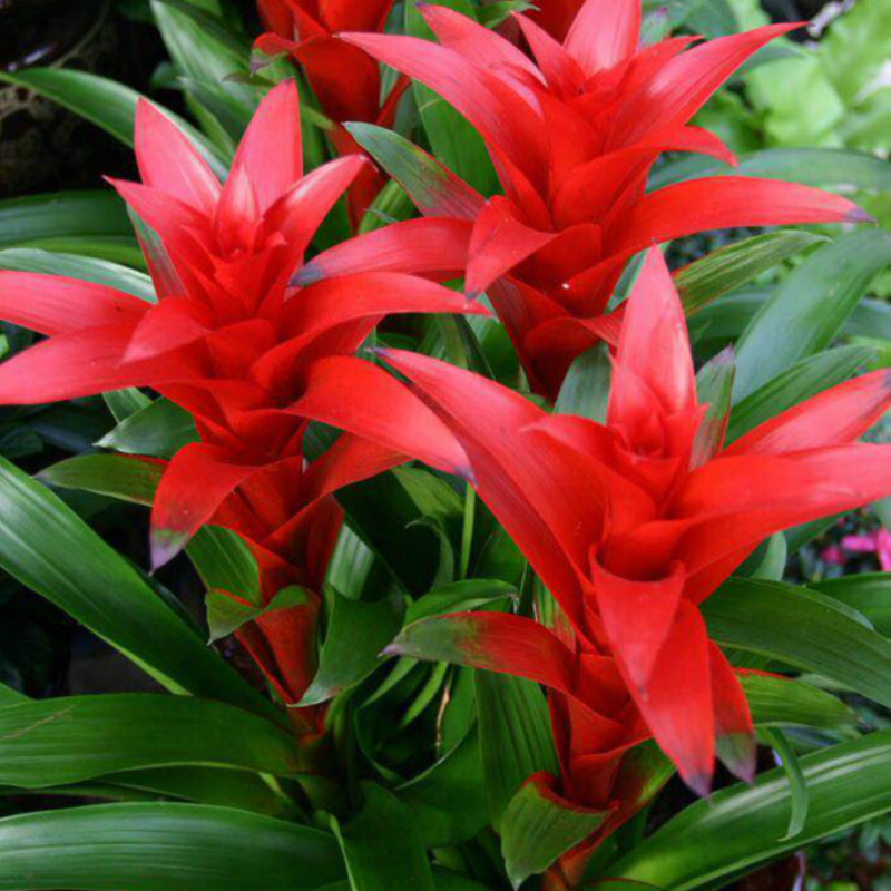 10种"喜庆花",天生"富贵命",春节养一盆,来年运气一直旺