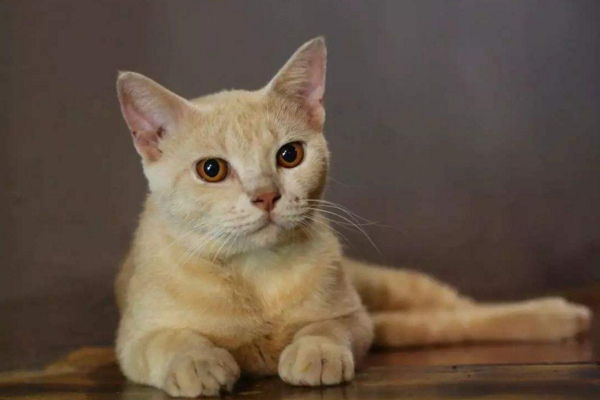 猫咪打嗝是正常的，如果一天之内没停止，可能是身体出了问题！