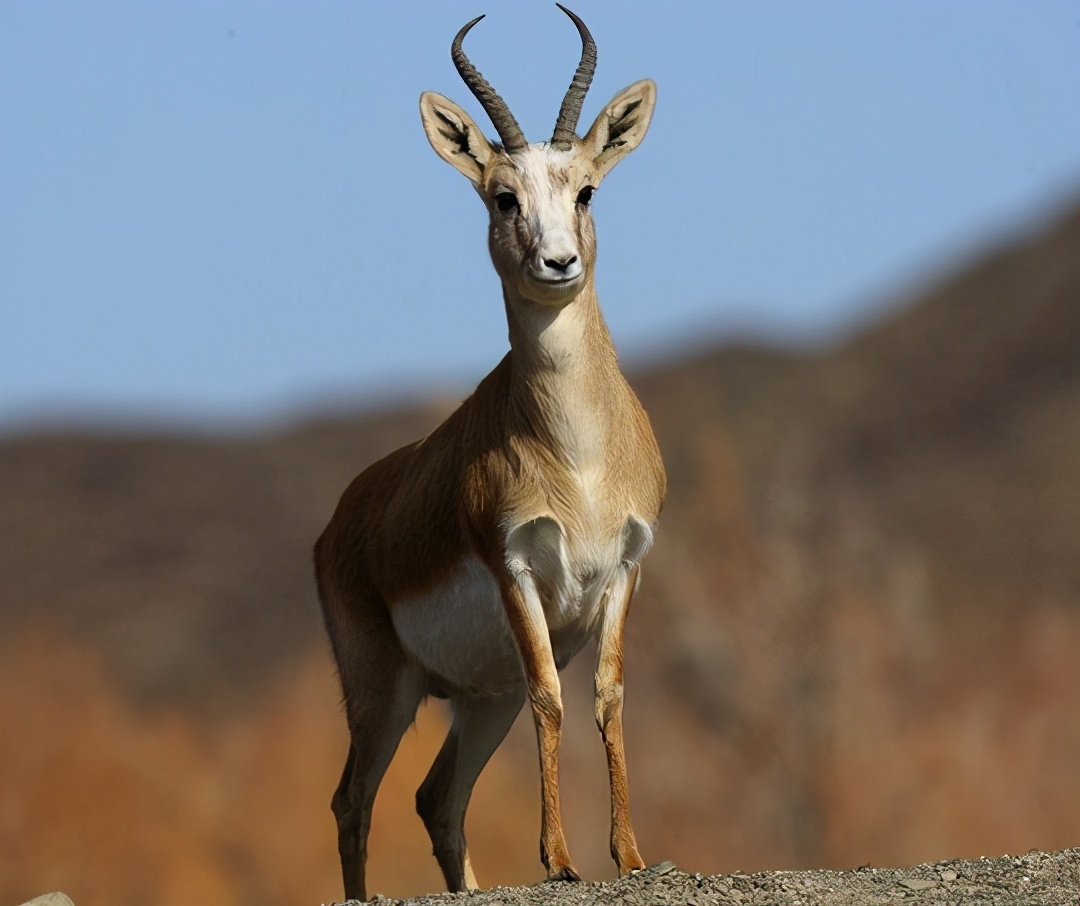 鹅喉羚▲普氏原羚▲绵羊▲绵羊的老祖宗:摩弗伦羊▲北山羊▲苏格兰