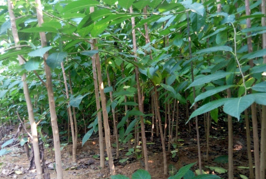 杜仲樹種植,杜仲樹種植幾年見效益