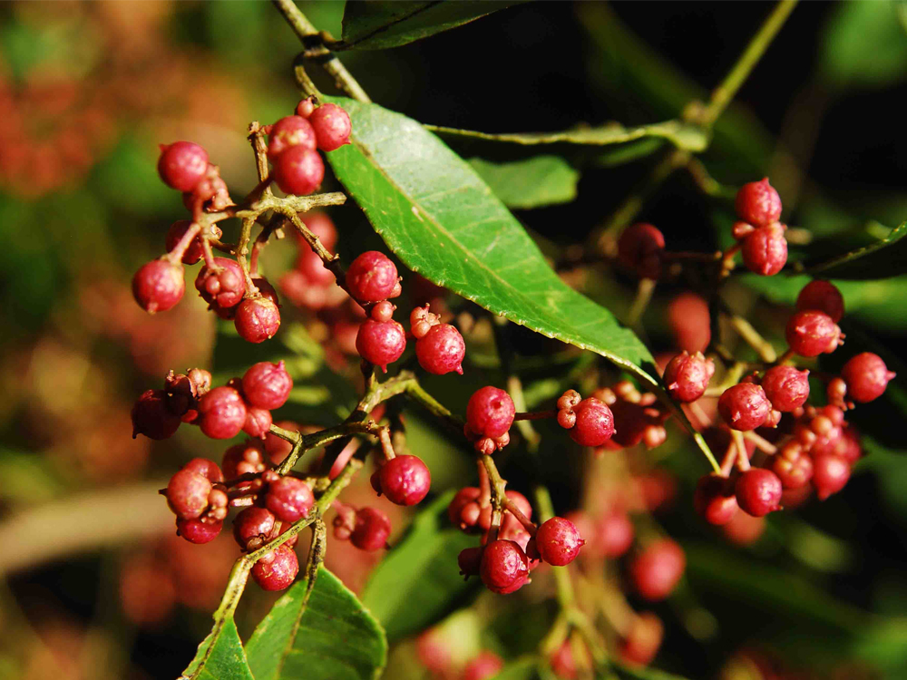终于知道花椒,麻椒,藤椒的区别了,知道后别再乱用,难怪菜不香