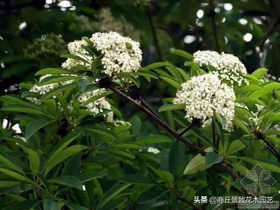 常绿乔木有哪些（70多种常用常绿乔木图例宝典）