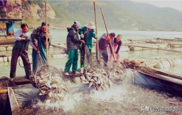 从喂鸡喂鸭到一条11万，我国狠心流放30年，为何还救不起一条鱼？