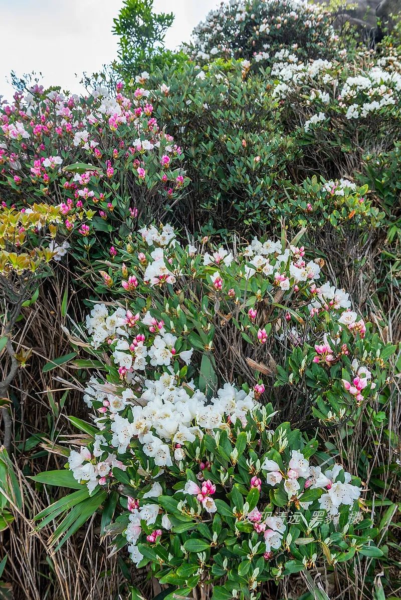 承德甲山花岗岩辐射报告(广东有座山峰盛开了罕见的船花，漫山遍野花团锦簇)