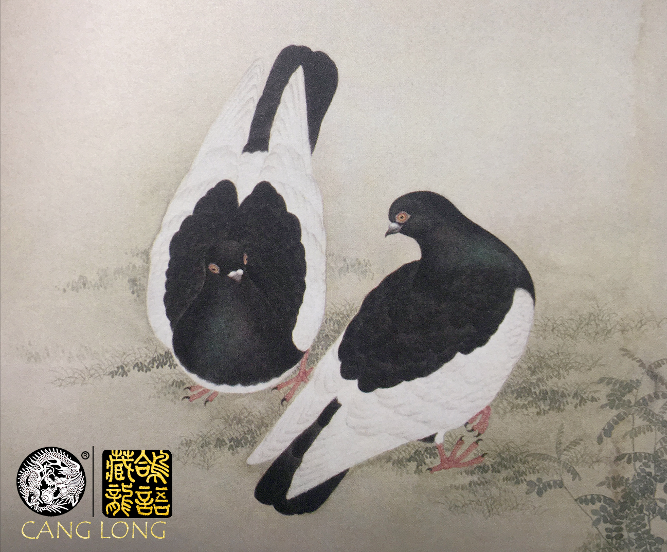 听中国赛鸽顶流老前辈们侃鸽经