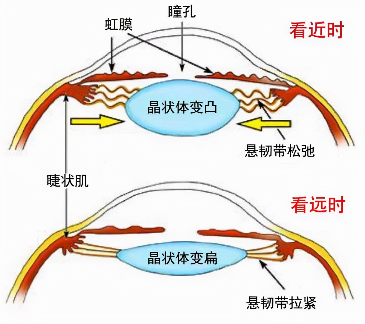 标准的眼保健操怎么做，教你一套正规的眼保健操教程