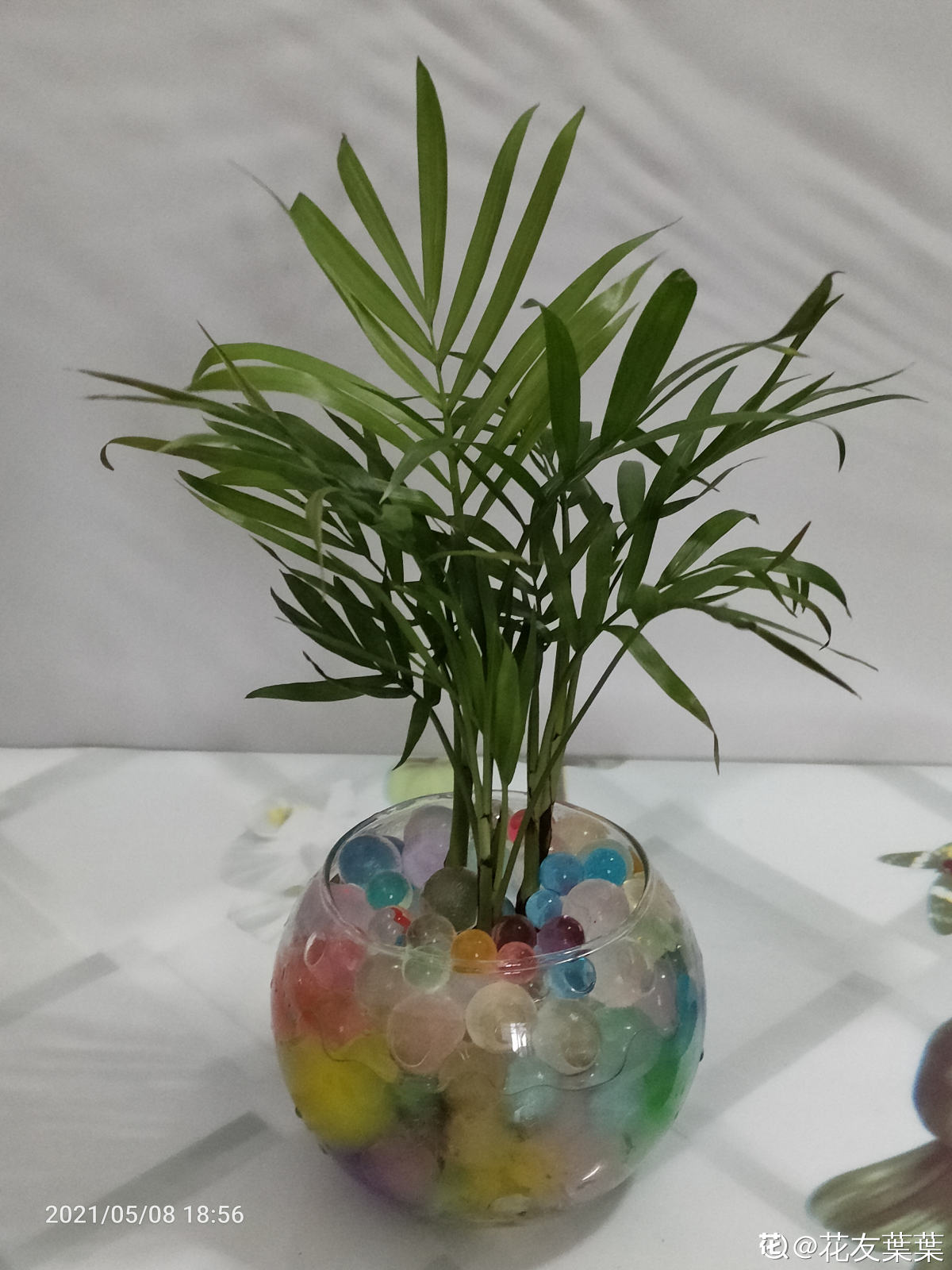 植物大全图片（带你了解这80种常见植物）