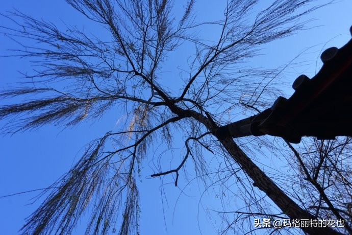 柳树什么时候发芽（山东柳树什么时候发芽）-第35张图片-巴山号