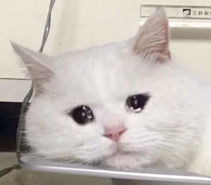 猫咪也会“哭”吗？猫咪流泪的几种原因