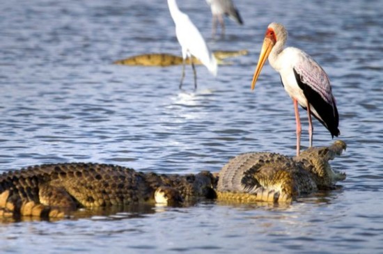 你觉得为什么鹳鸟能从鳄鱼口中夺食后还安然无恙呢?欢迎发表您的看法.