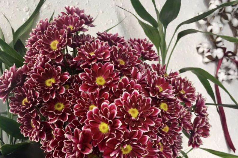 小雏菊花期（小雏菊花期较长养护得当可更长）