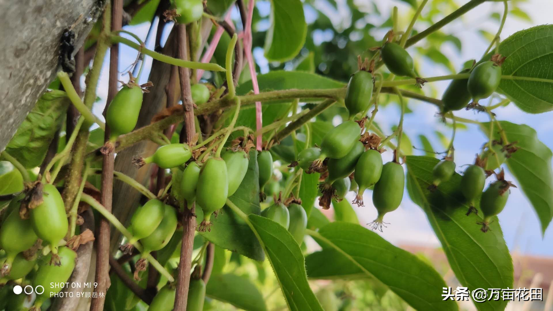 软枣猕猴桃的种植方法（教你软枣猕猴桃养护知识）