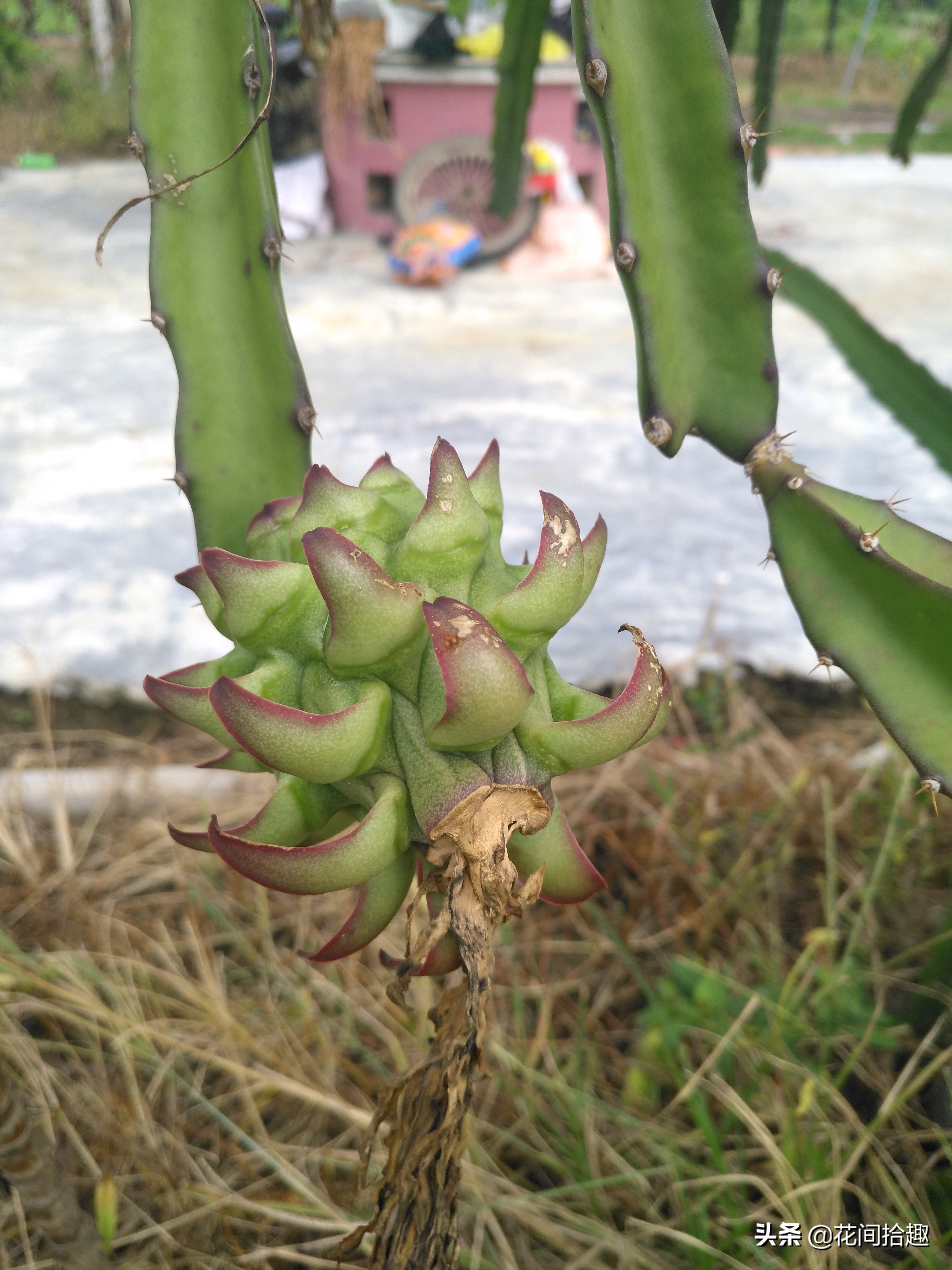 多肉植物图鉴（二十三）——仙人掌系列（白檀、蓝云、天轮柱等）