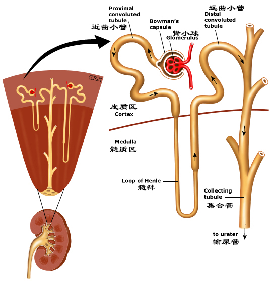 尿液形成过程示意图(图文讲解尿液的形成全过程)