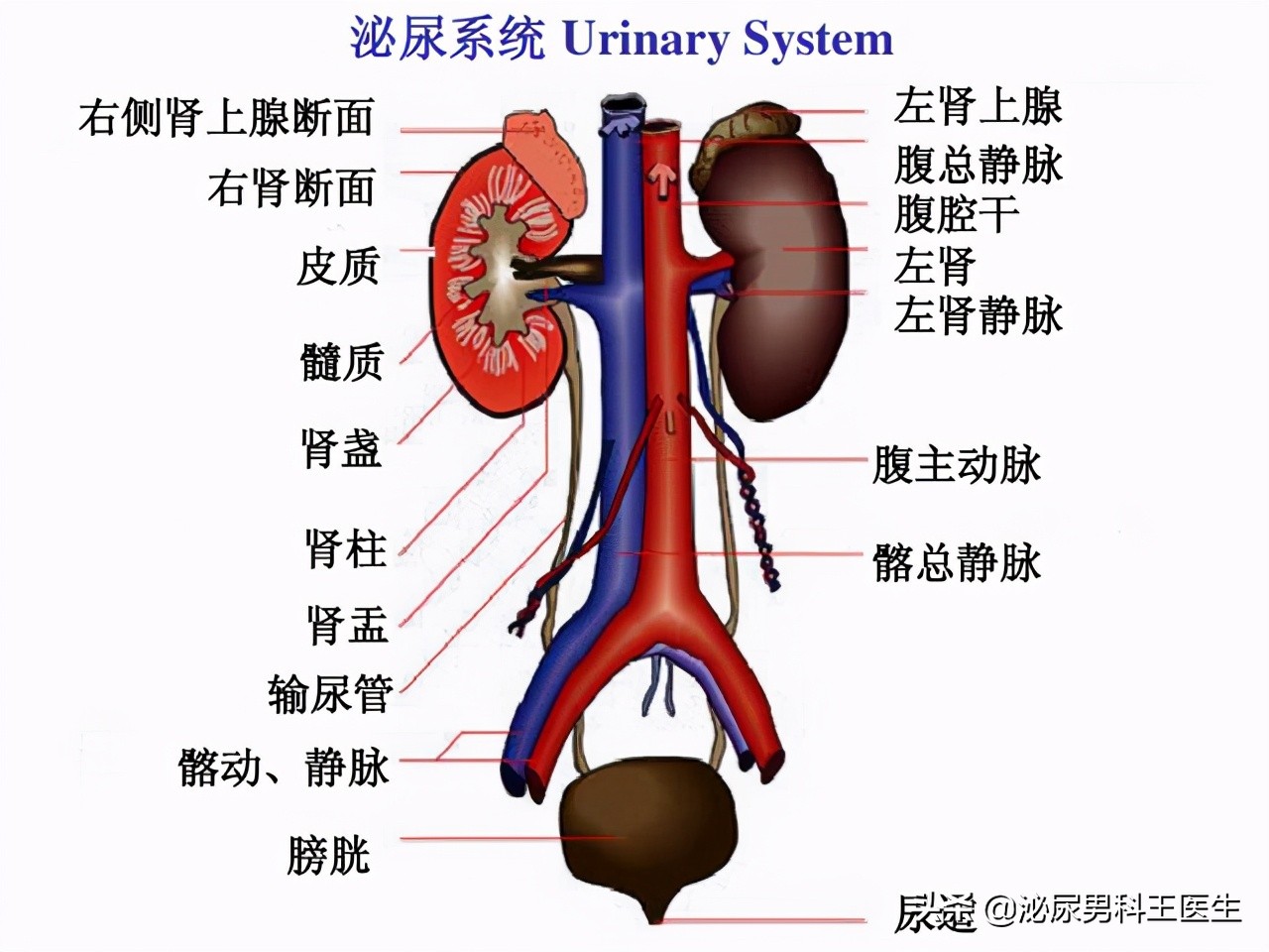 “延时神药”实锤！坦索罗辛：延长持久战，让爱更完美！