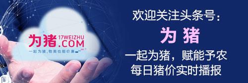 「今日猪价」11月26日猪价开涨，养猪人可以缓缓了