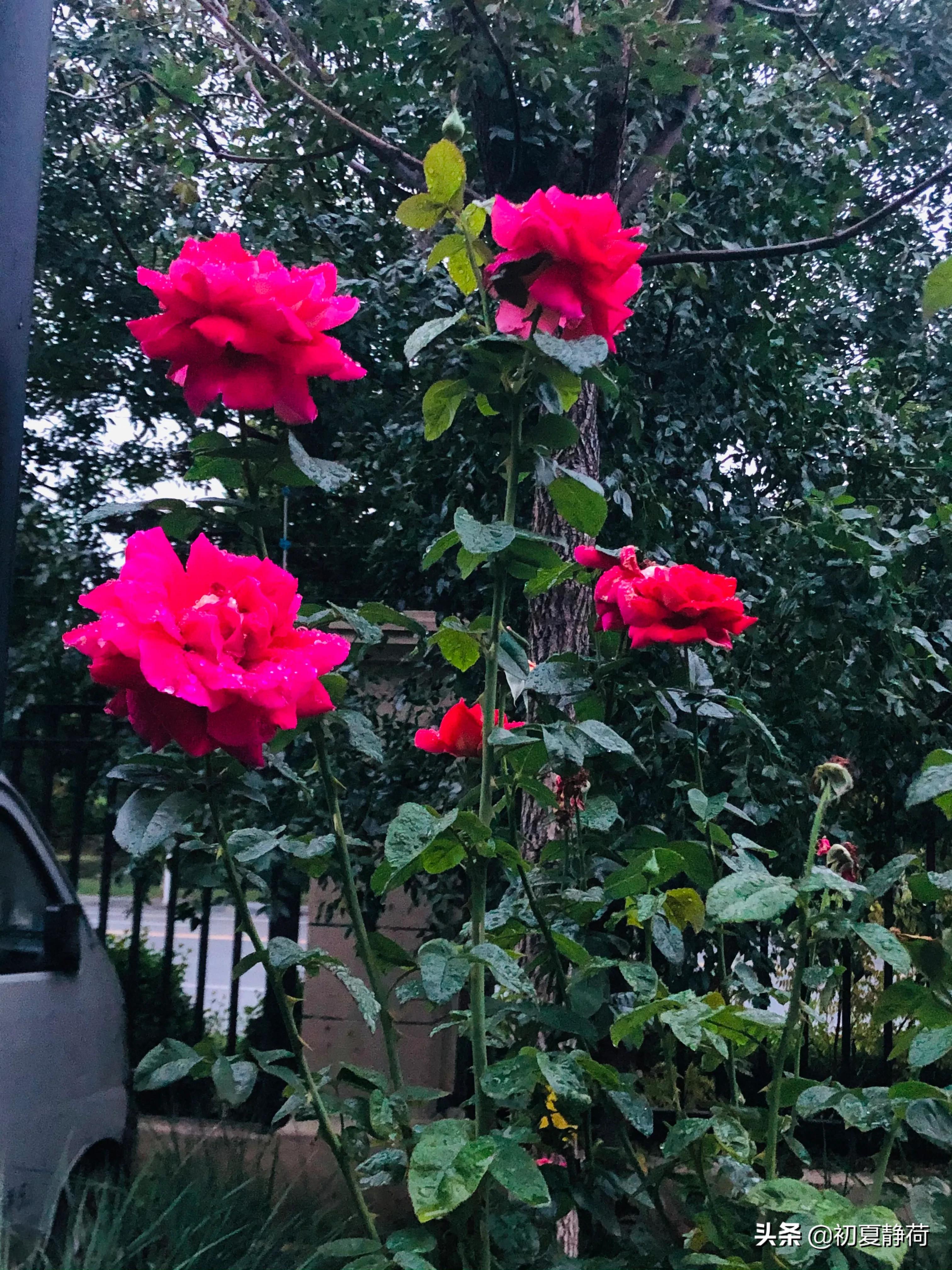 秋雨的深情，都藏在了花中，傍晚随笔