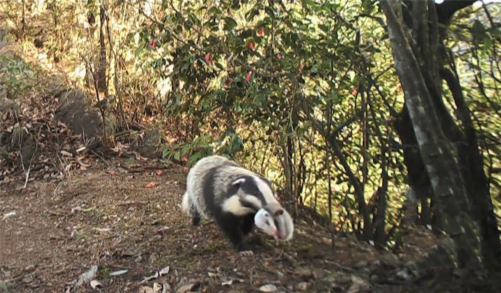钱江源发现猪獾出洞,叼着3只幼崽搬到新家,撞见人就举起前爪叫