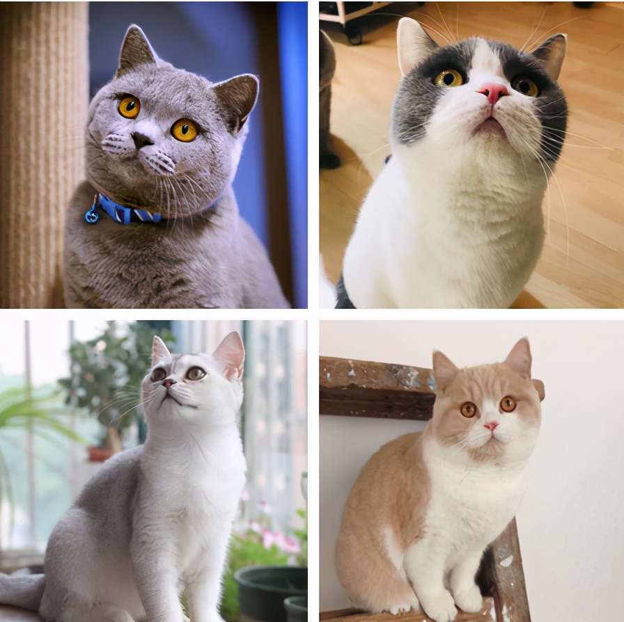 最容易饲养的3种猫咪，养到的人都在偷着乐呢