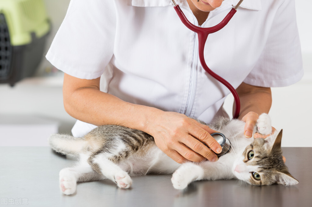 猫的怀孕周期短，一般可以自己完成整个生育过程，猫多久生小猫