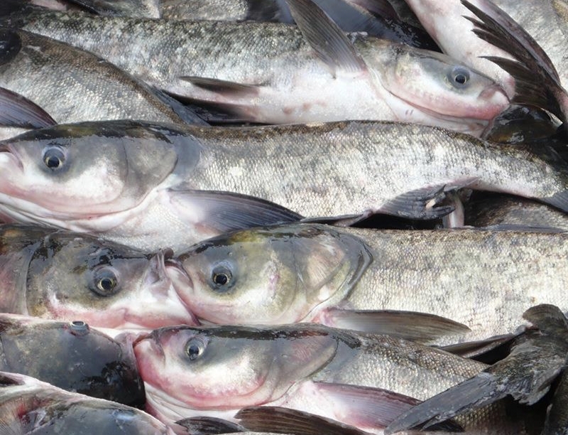 掌握这套养殖鲢,鳙鱼的好方法,让你养殖出又大又长的鲢鳙鱼