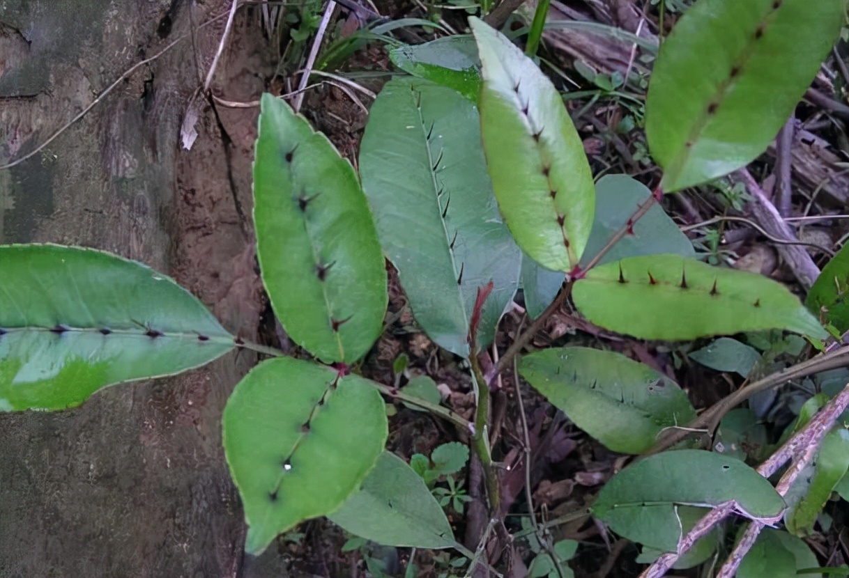 深山老林里面就生长着非常多的珍贵植物,而在农村的野外,山坡上面也有