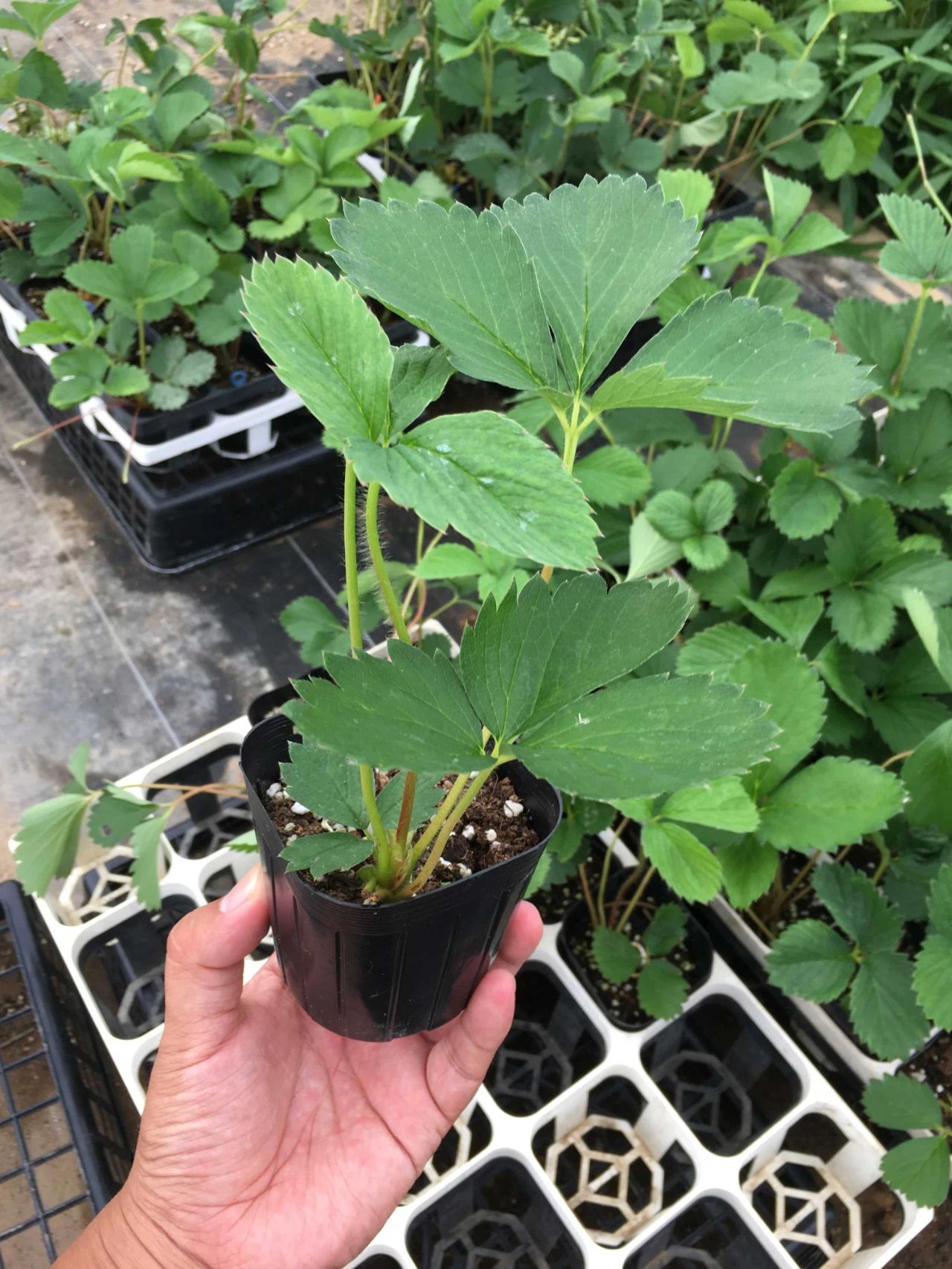草莓种植过程记录（阳台盆栽草莓种植攻略）