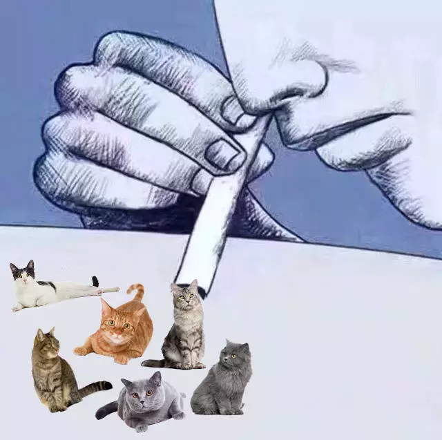 还在怀疑猫辱骂你？喵语六级课堂开课啦！