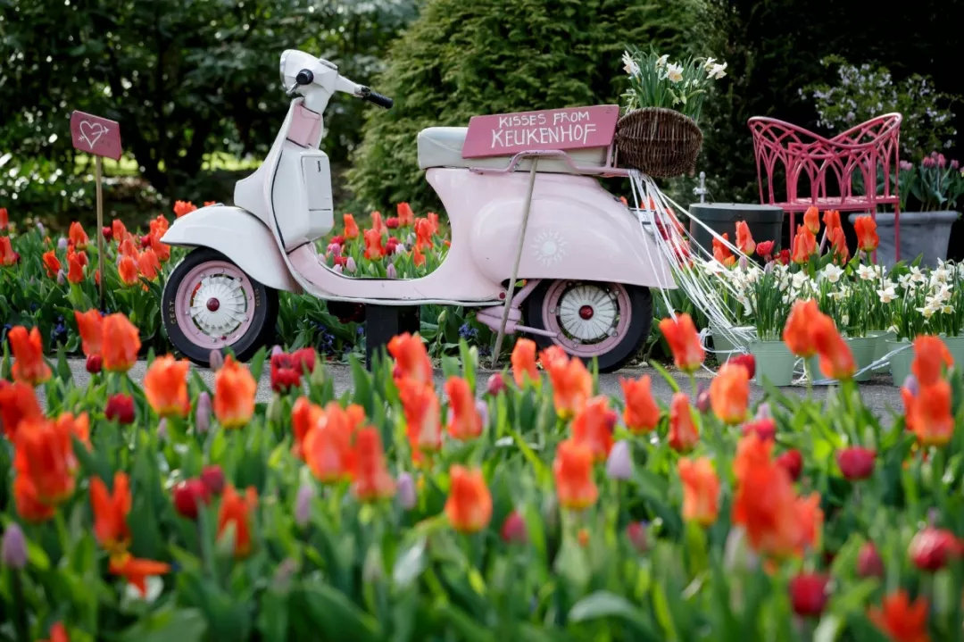 荷兰签证在手，赏花季说走就走！