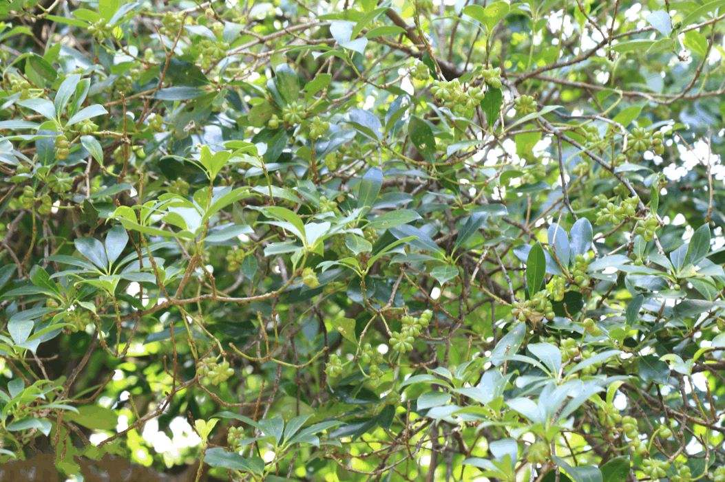 八角树身高大,能够长至五六米高,而且八角的采摘是要依靠人工采摘,树