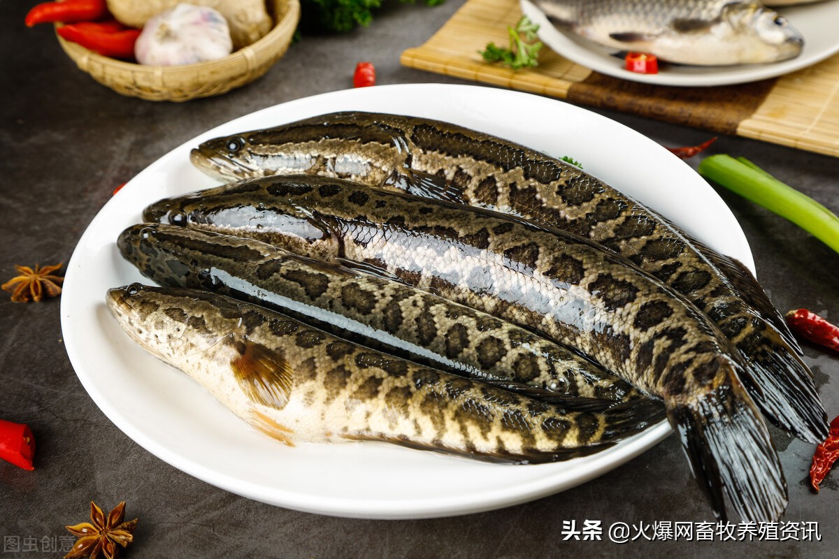 財魚夏天買回來怎麼養詳細介紹「精心整理」 -驍龍網