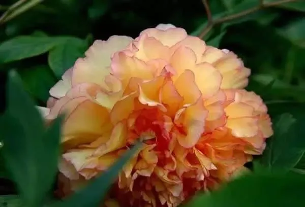 100种名贵牡丹鉴赏 绘画好素材（报花名）