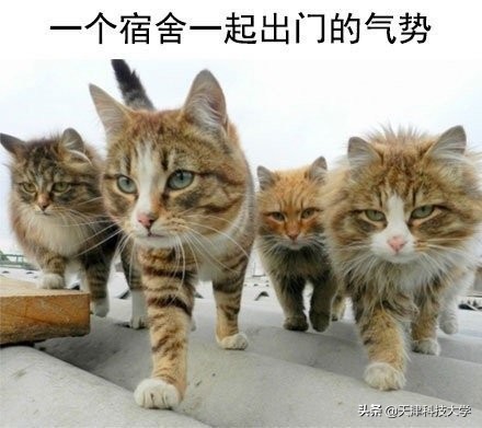 揭秘大学生的真实日常！