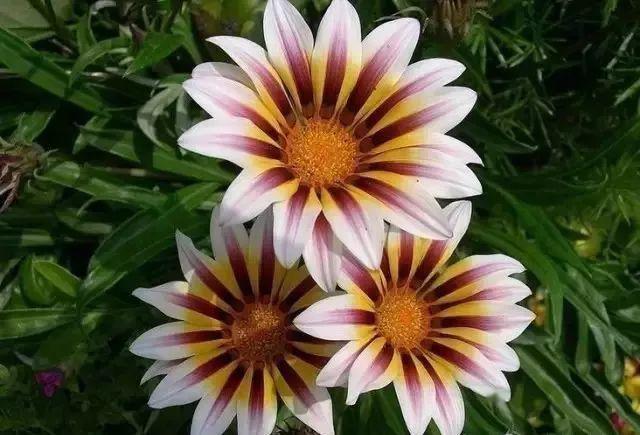 花有哪些名字(常见的173种花卉植物图谱)-最美岛