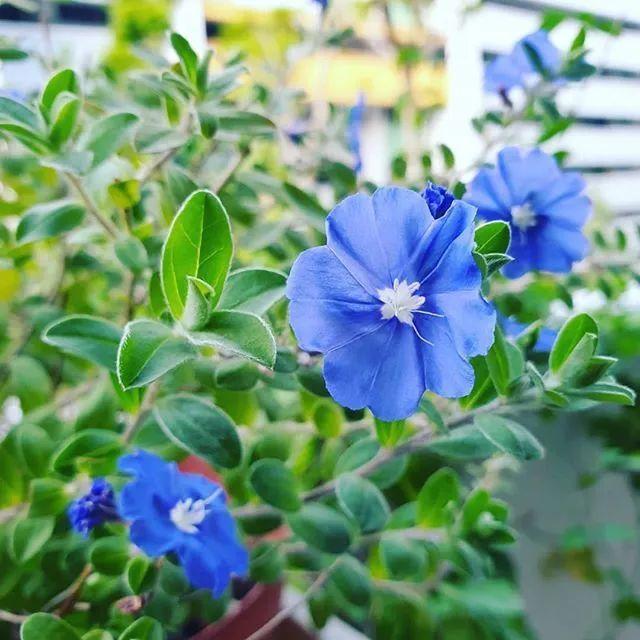 藍星花的花語,藍星花的花語和寓意