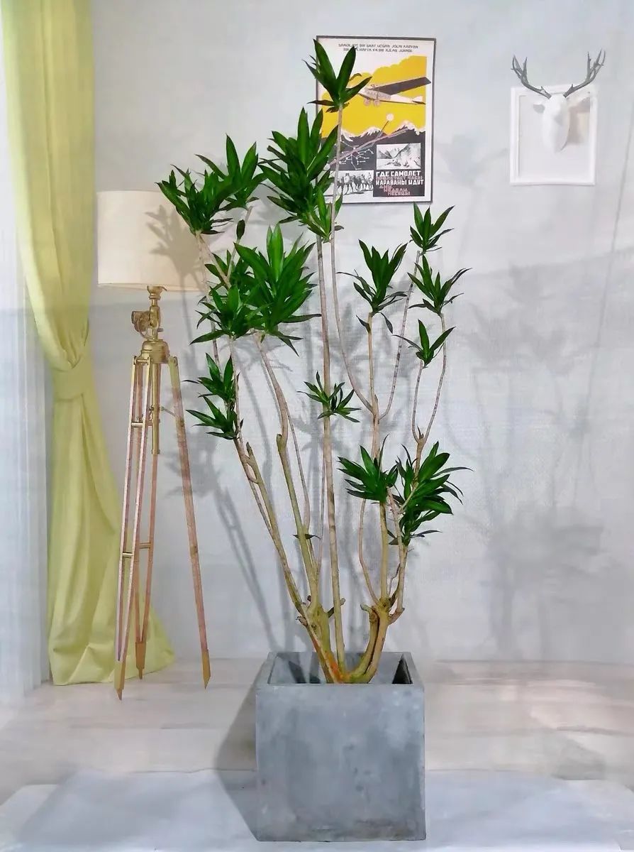 百合竹寓意吉祥,株型典雅又大方,叶片清新潇洒,家里养上几盆,好看又好